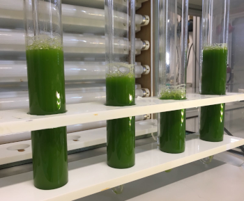 Algen aus Speiseresten im Reagenzglas