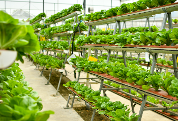 Vertical Farming