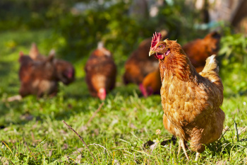 Bio Huhn im Gras