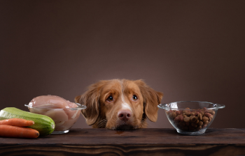 Nachhaltige Ernährung für Hunde