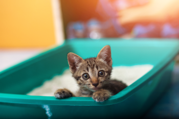 Nachhaltiges Katzenstreu