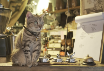 Katze im Café