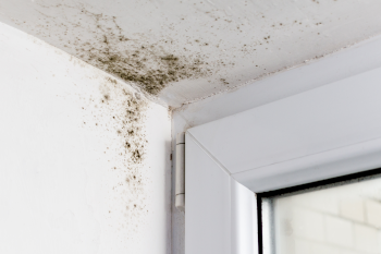 Wohngift Schimmel in Ecke bei Fenster